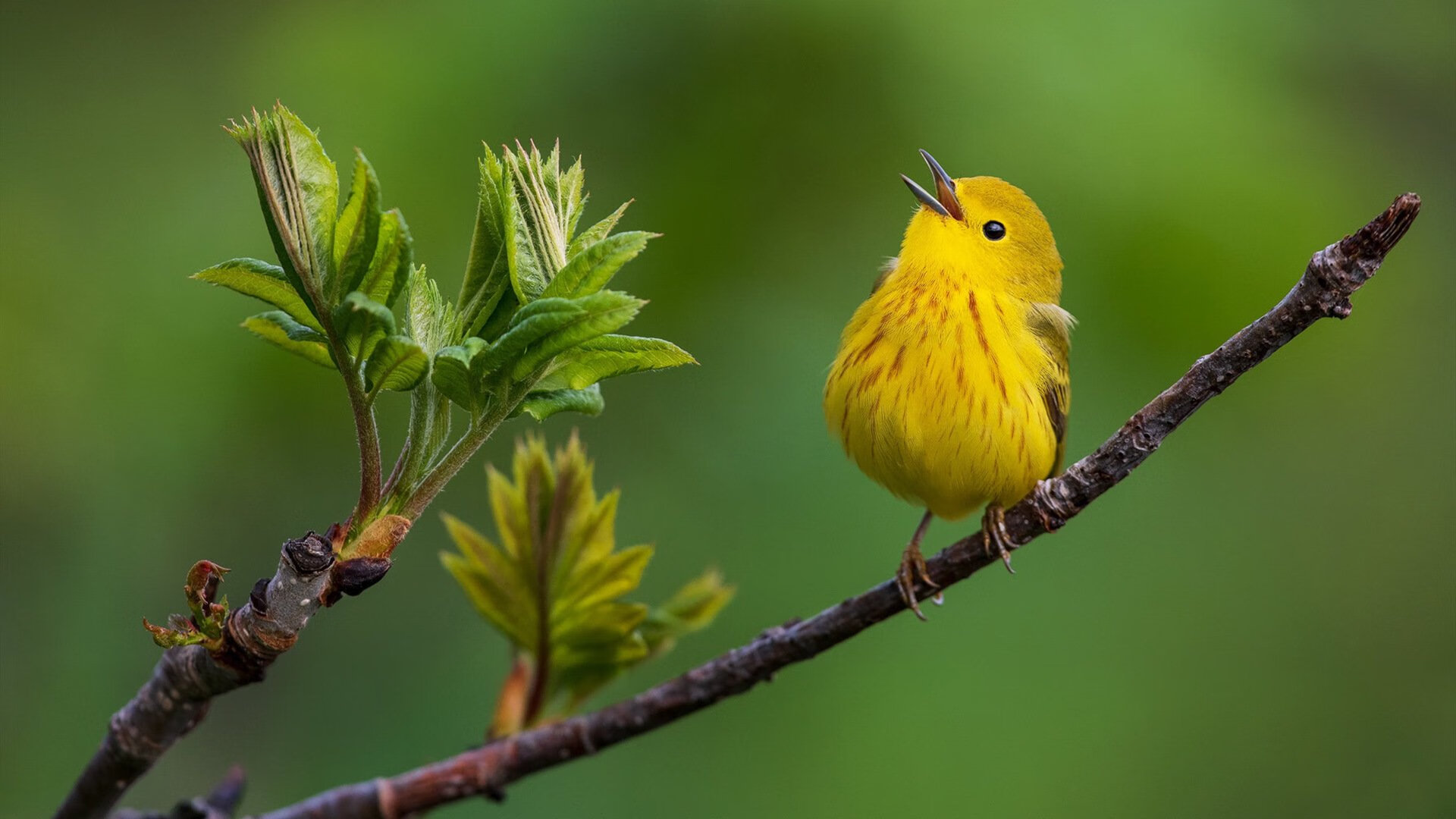 绝境绽放！爱德华兹50分封神之战 骑士抢七逆袭鹈鹕